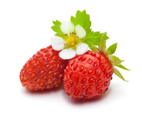 Wild strawberry isolated on white. — Stock Photo, Image