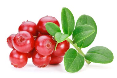 Beyaz bac izole lingonberries (cowberries, foxberries)