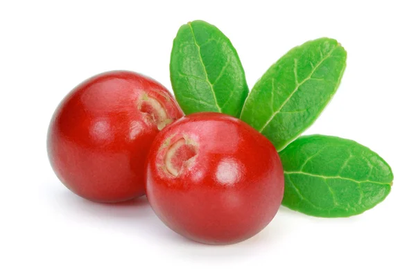 Bacche di Lingonberry (cowberry, foxberry) isolate sul bac bianco — Foto Stock