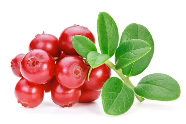 Bacche di Lingonberry (cowberry, foxberry) isolate sul bac bianco — Foto Stock
