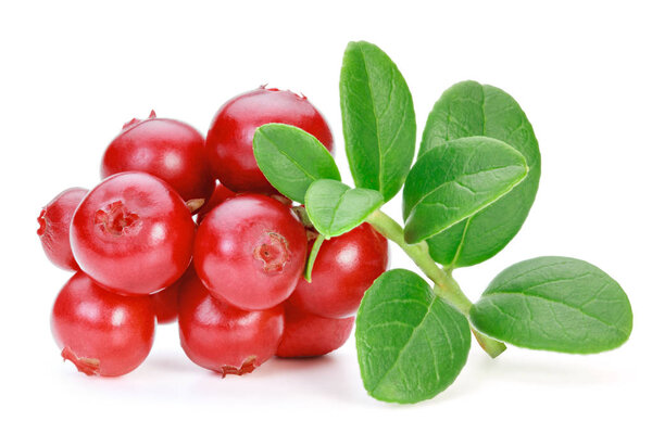Lingonberries (cowberries, foxberries) isolated on the white bac