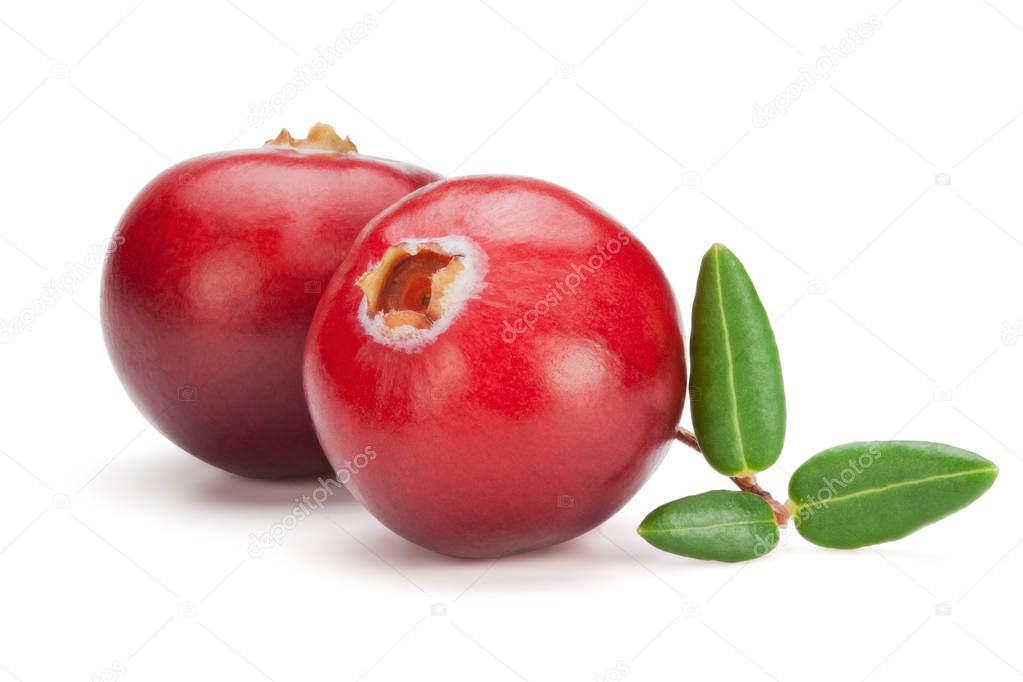 Cranberries isolated on the white background.