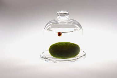 Salyangoz 3 / salyangoz cama üzerinde yeşil limon olduğunu