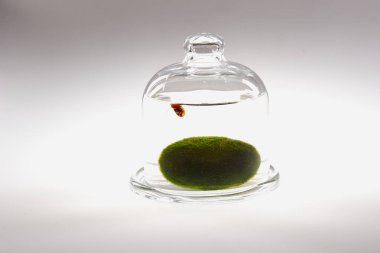 Salyangoz 1 / salyangoz cama üzerinde yeşil limon