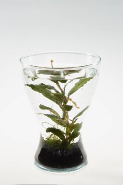 Toprak, su ve büyüyen bir akvaryum bitki vazo. Su üstünde bitki çiçek.