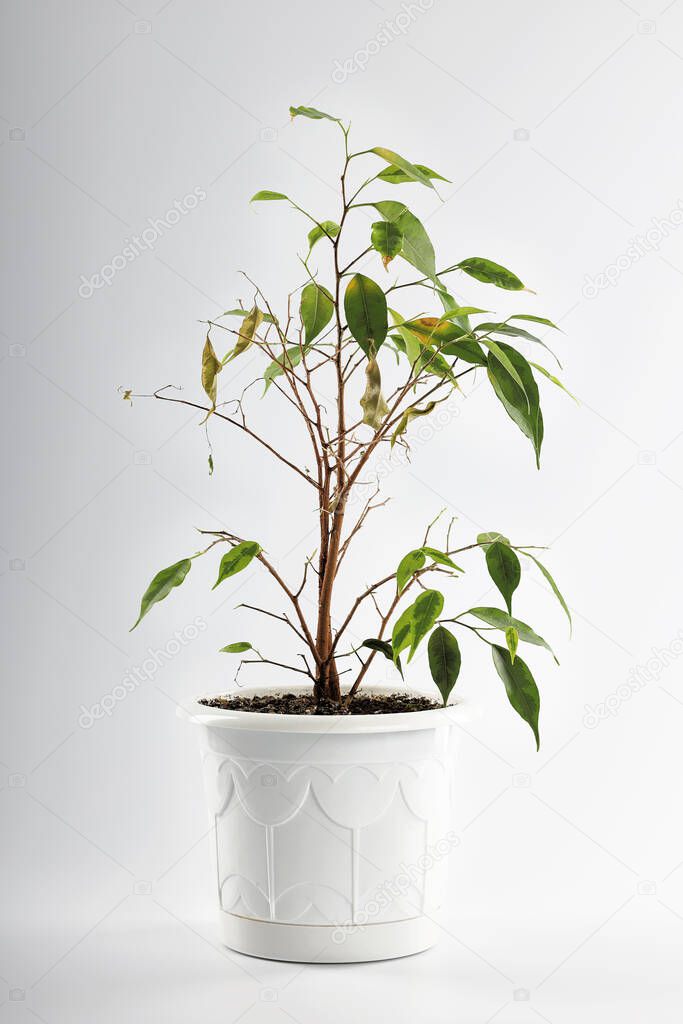 Withering shabby ficus in a white pot on a white background.