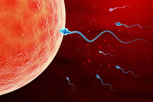 Spermien und Eizellen mikroskopisch betrachtet. — Stockfoto