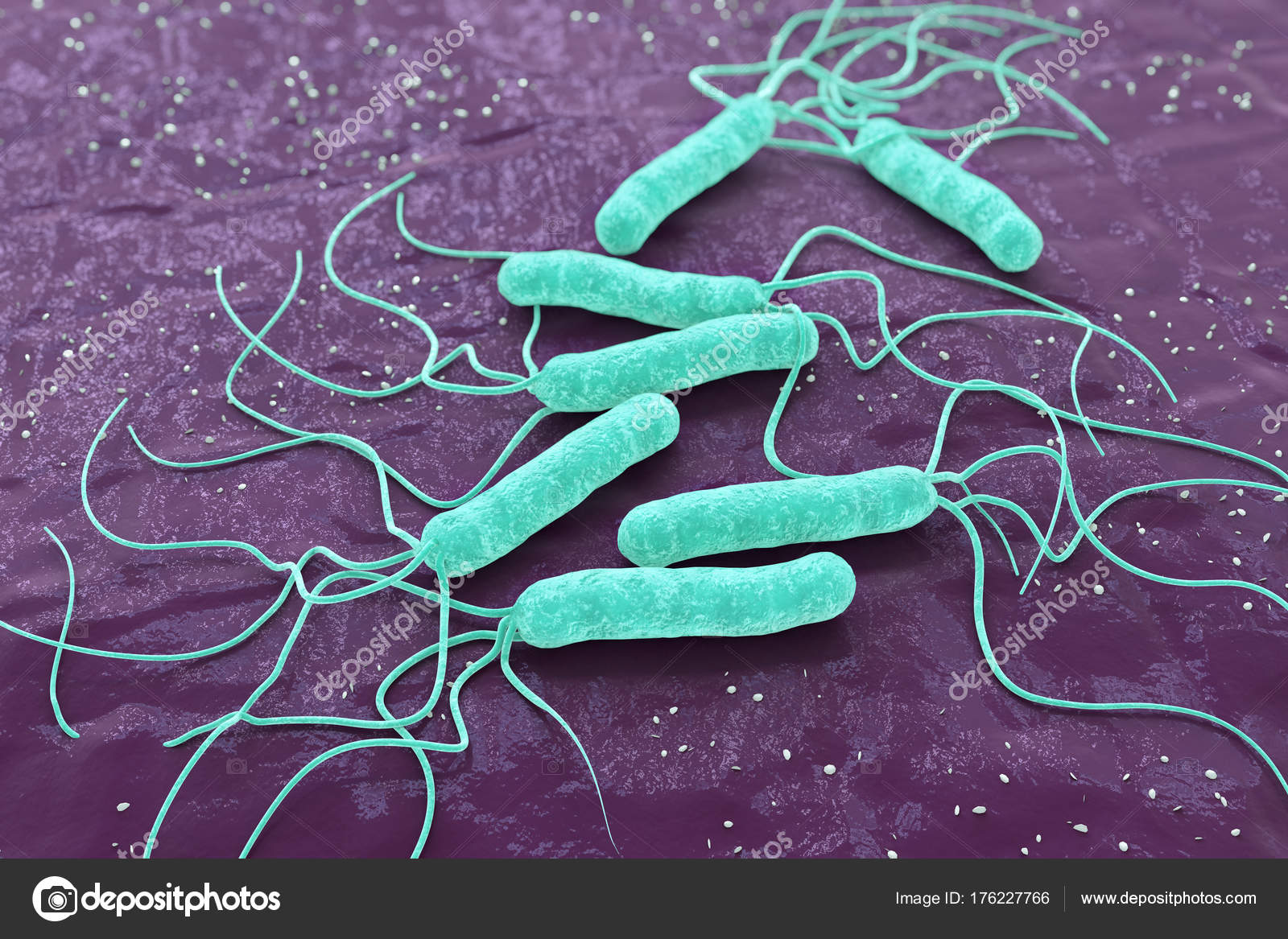 Желудочные бактерии
