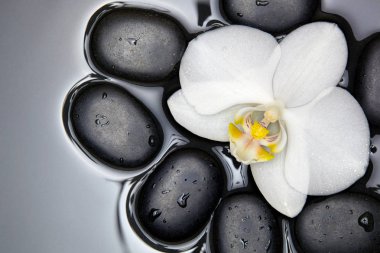 Orkide ve siyah taşlar beyaz.