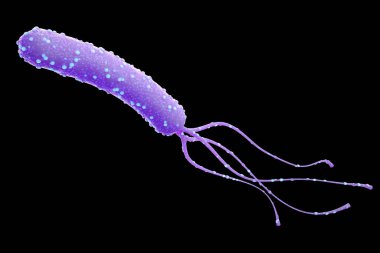 Bakteri, Helicobacter pylori, 3d render.