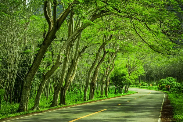 Estrada bonita nas belas árvores — Fotografia de Stock