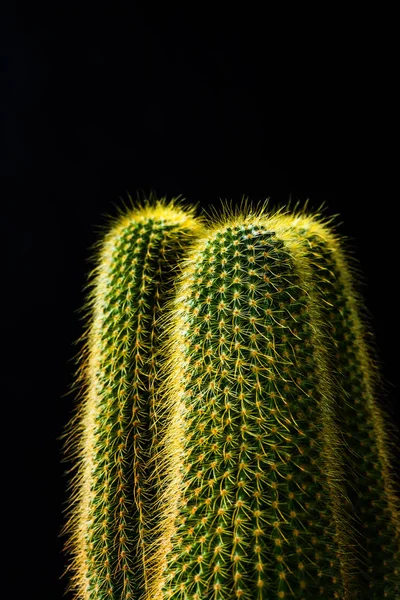 Kaktus na czarnym tle z bliska — Zdjęcie stockowe