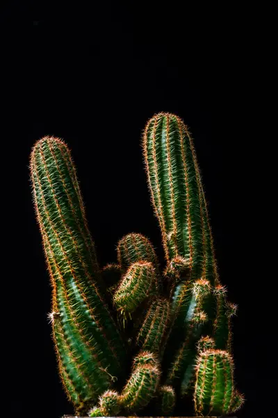 Close up cacto no fundo preto — Fotografia de Stock