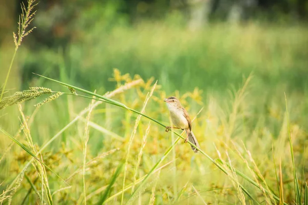 Fåglar (sparv) äter ris på jordbruks området — Stockfoto