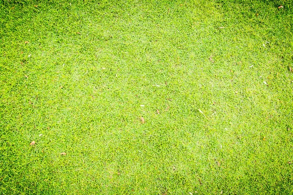 Green grass texture , for background — Stock Photo, Image