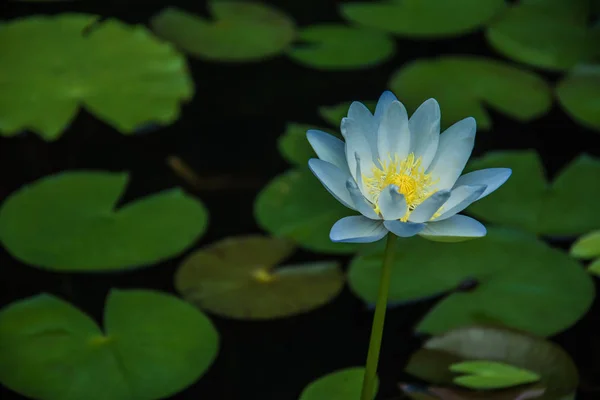Fiore di loto, Focus selettivo — Foto Stock