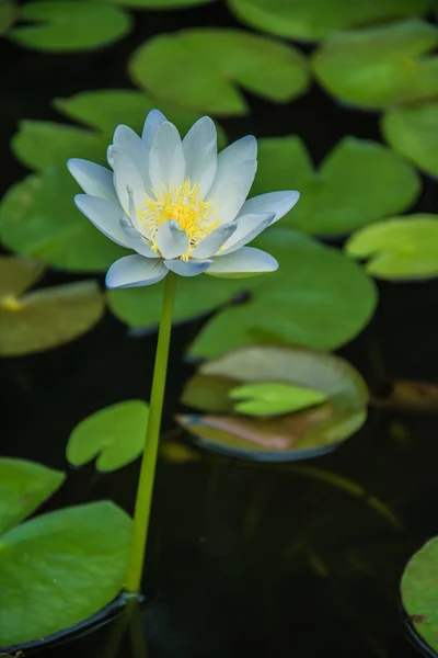 Fiore di loto, Focus selettivo — Foto Stock