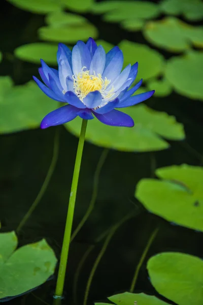 Fiore di loto, Focus selettivo — Foto Stock