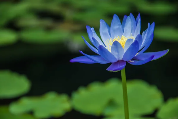 Fiore di loto, Focus selettivo — Foto Stock