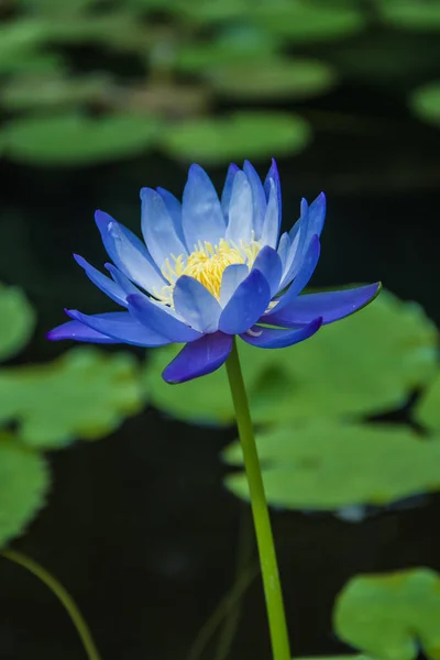 Fiore di loto, Focus selettivo — Foto Stock