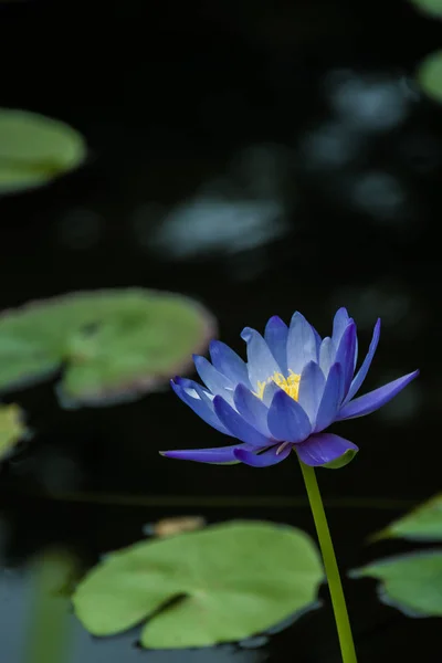 Fiore di loto, Focus selettivo — Foto Stock