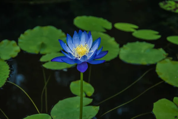 Fiore di loto, Focus selettivo — Foto Stock