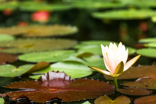 Fiore di loto, Focus selettivo — Foto Stock