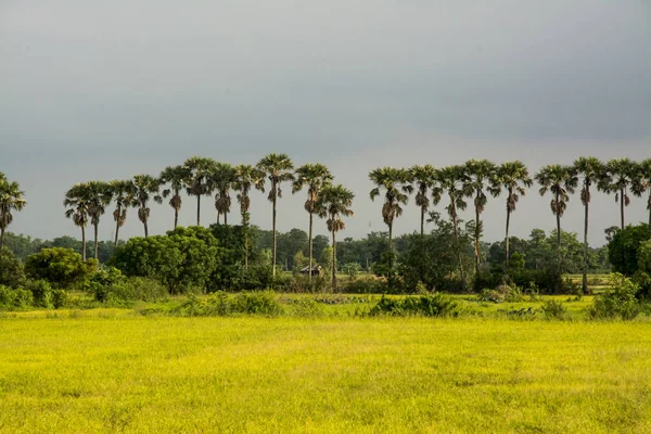 Cultivo de arroz en Tailandia — Foto de Stock