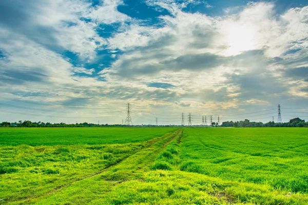 Zelené rýžové pole v Thajsku — Stock fotografie