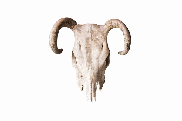 Chifre de búfalo isolado no fundo branco — Fotografia de Stock