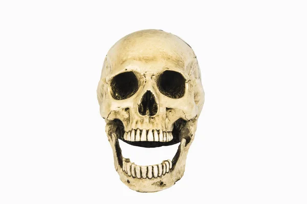 흰색 바탕에 두개골 — 스톡 사진