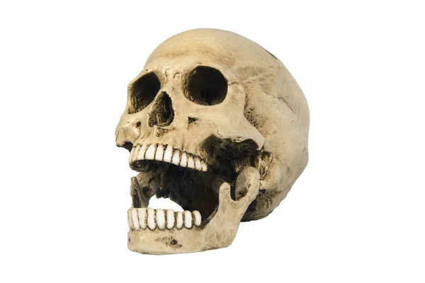 흰색 바탕에 두개골 — 스톡 사진
