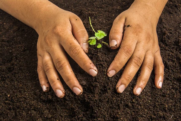 Pequeño árbol con las manos y el suelo, fondo del suelo — Foto de Stock