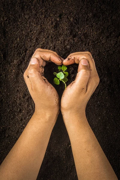Small tree with Hands and soil , soil background — Stock Photo, Image