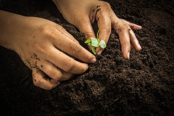 Pequeño árbol con las manos y el suelo, fondo del suelo — Foto de Stock