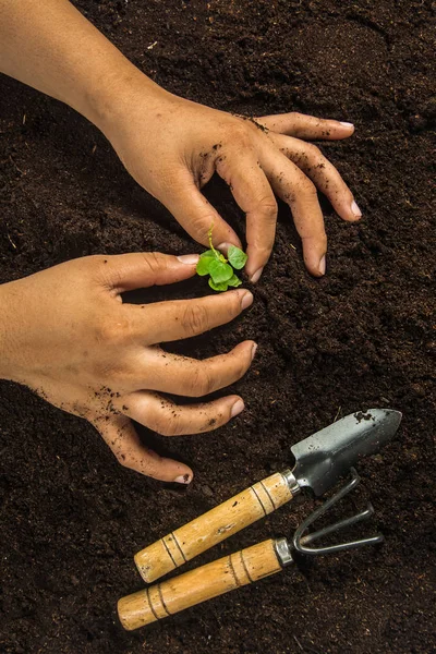 Pequeño árbol con las manos y el suelo, fondo del suelo — Foto de Stock