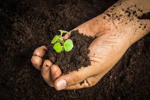 Pequeño árbol con las manos y el suelo, fondo del suelo — Foto de Stock