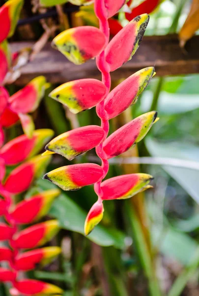 Oiseaux de paradis fleurs — Photo