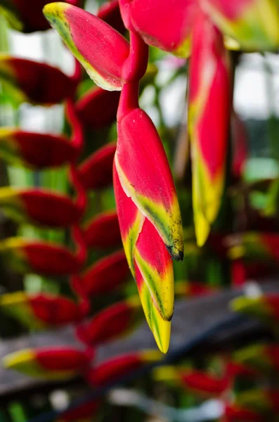 Pássaros do Paraíso flores — Fotografia de Stock