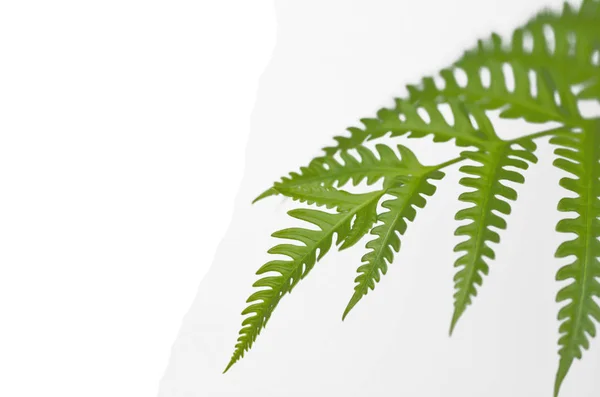 Ferns on white background — Stock Photo, Image