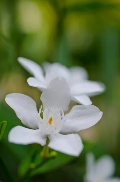 Jasmin lilla vita blommor. — Stockfoto