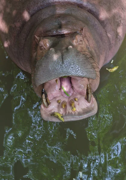 Hipopotam w zoo w Tajlandii — Zdjęcie stockowe