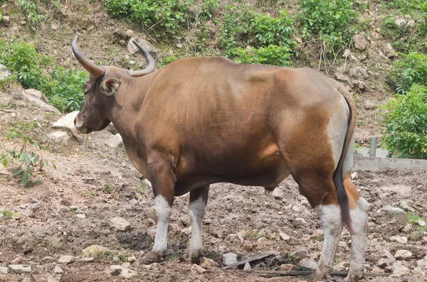Ko äter gräs i Thailand — Stockfoto