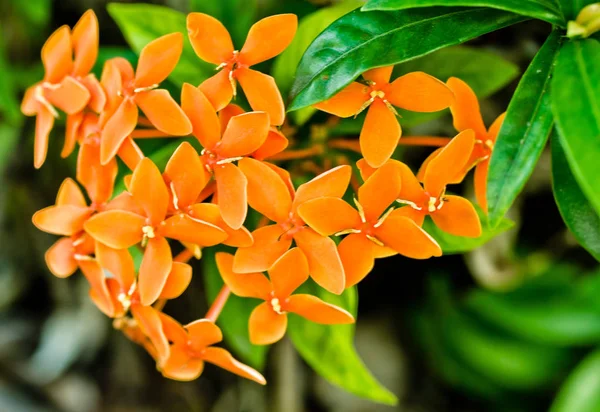 Laranja flor closeup, Jasmine.scientific nome indiano Ixora chinensis Lamk . — Fotografia de Stock