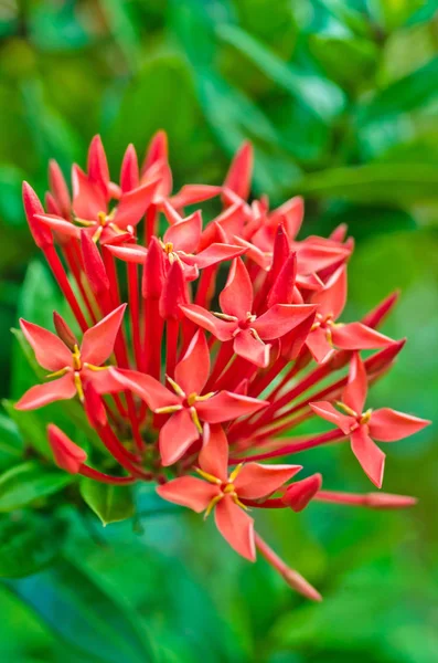 Närbild röd blomma, indiska jasmine.scientific namn ixora chinensis lamk — Stockfoto