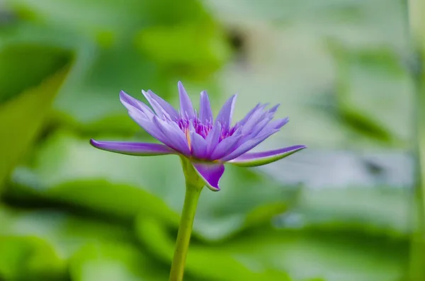 Fiore di loto e piante da fiore di loto — Foto Stock