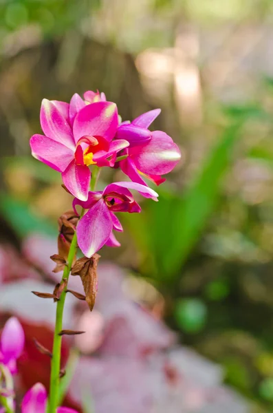 Orquídea no jardim — Fotografia de Stock