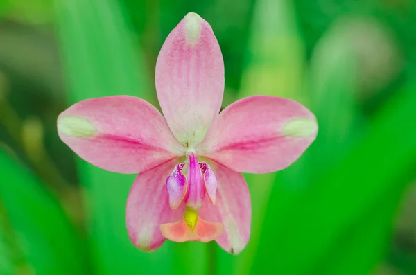 Orkidé i trädgården — Stockfoto