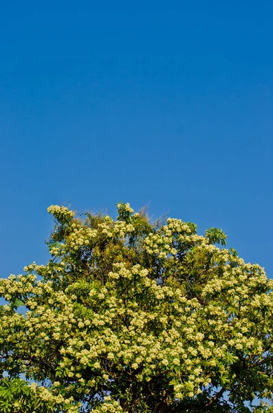 Дерево и небо фон — стоковое фото