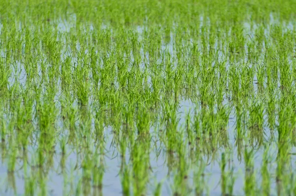 Piantine in risaia — Foto Stock